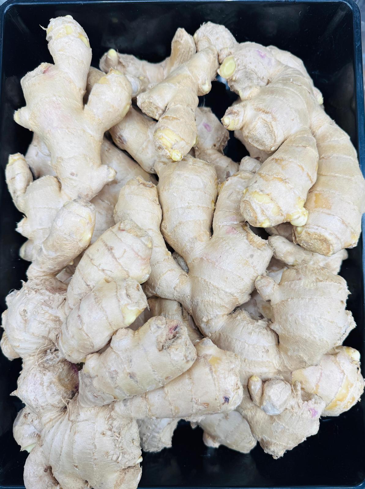 Ginger (Enji)