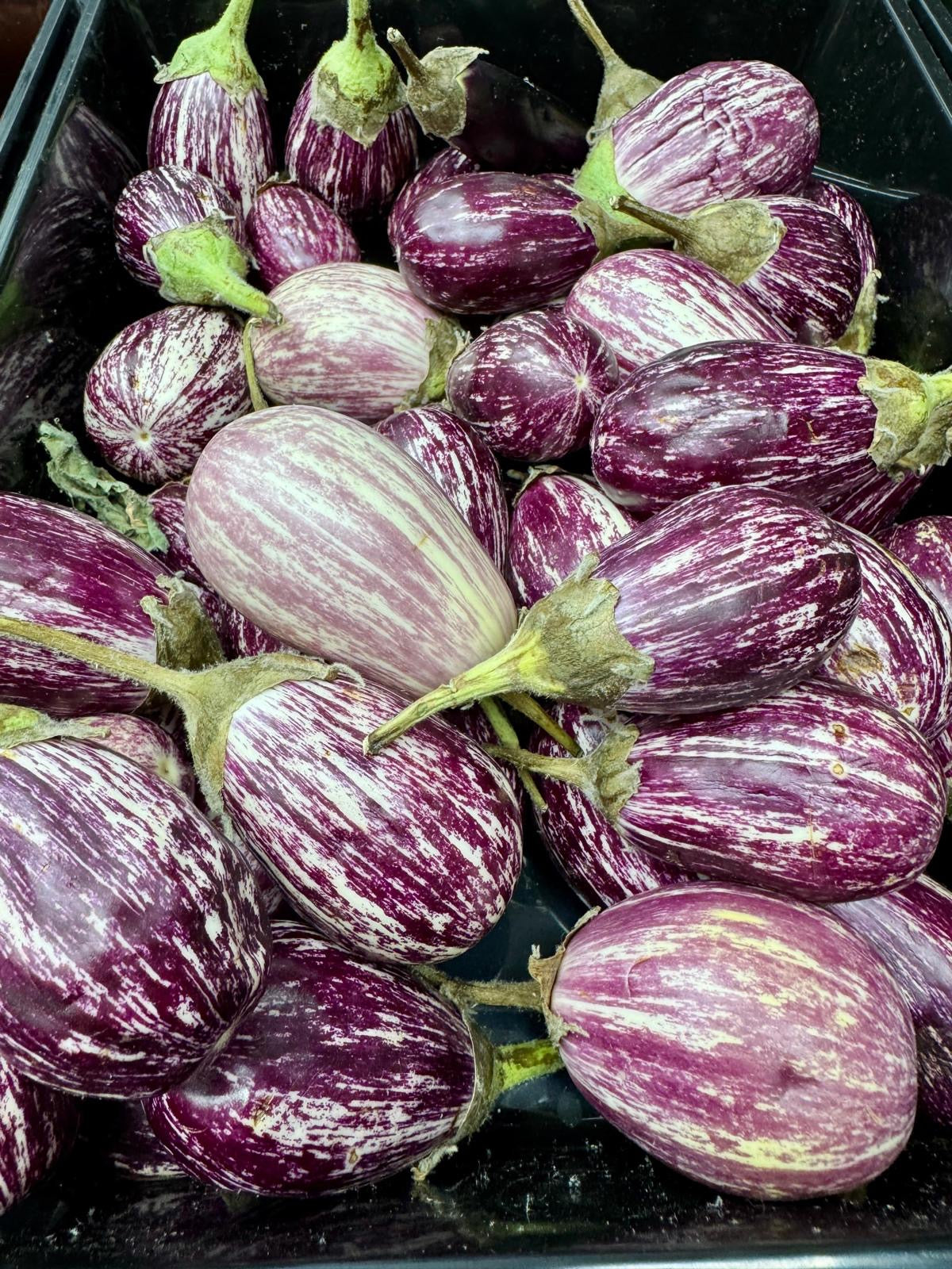 Brinjal (Vazhuthanaga)