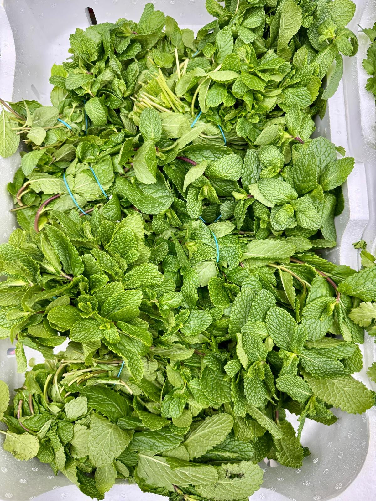 Mint Leaf