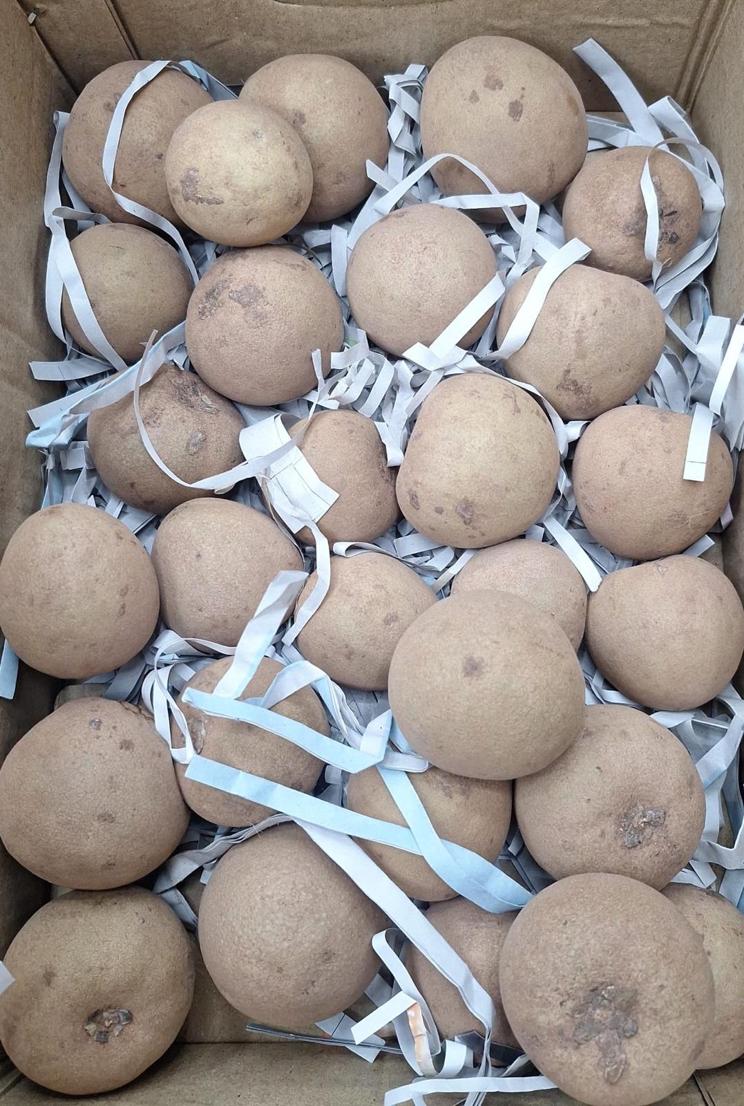 Lychee Fruits(Chikku)