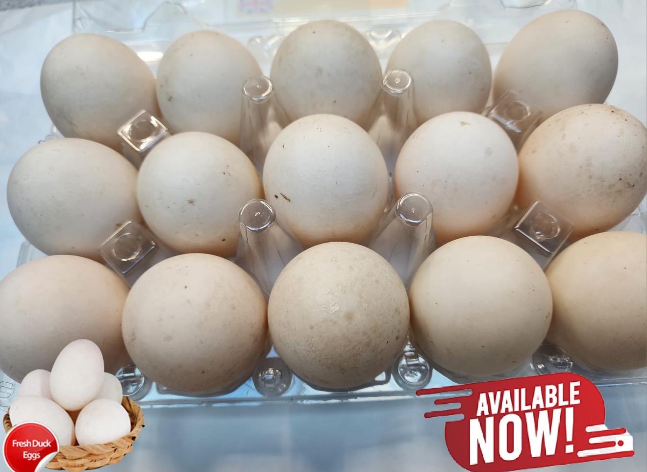 Duck Eggs
