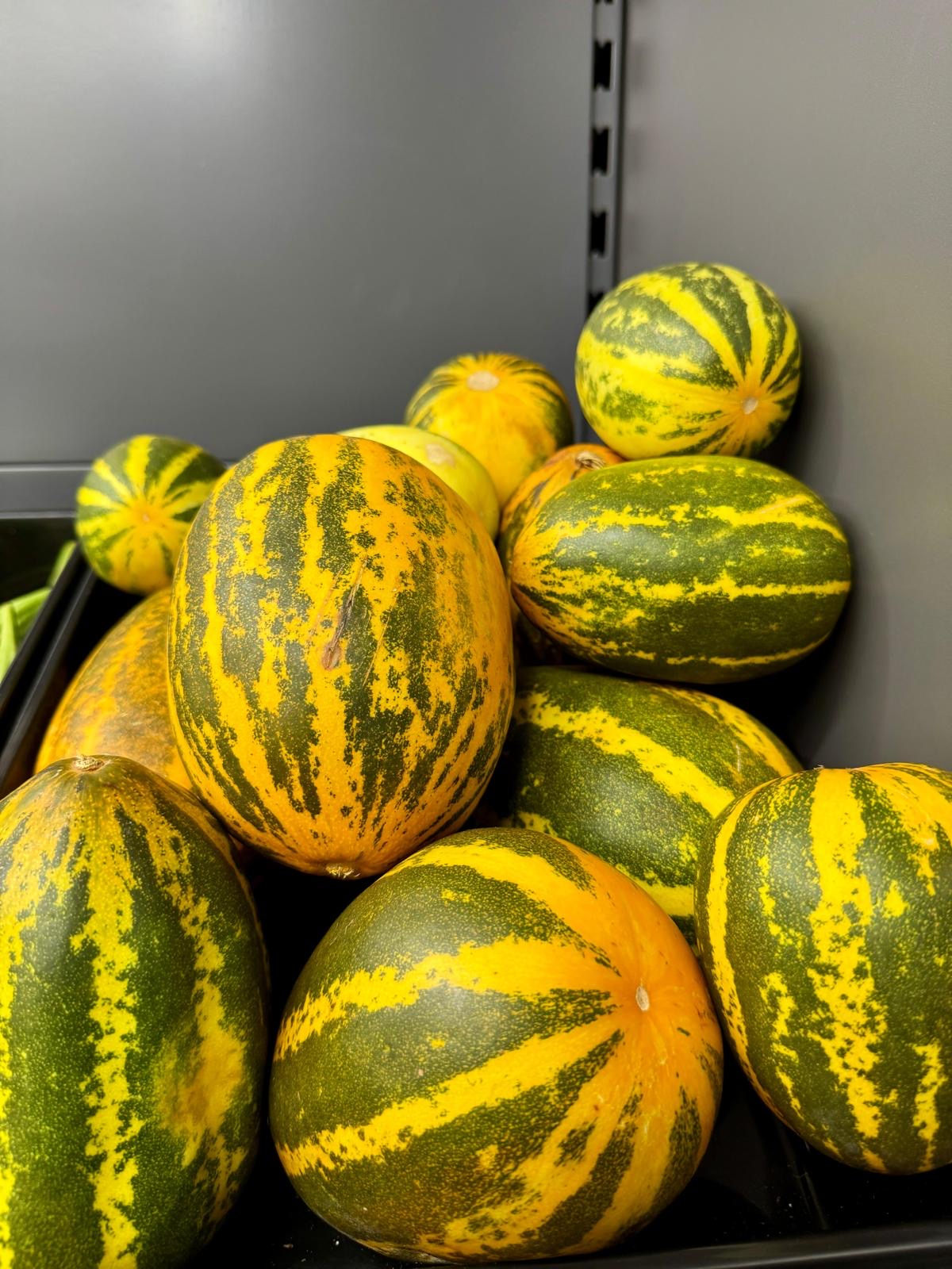 Yellow Cucumber