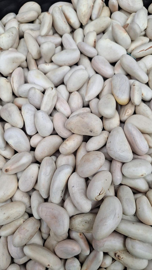 Jackfruit Seeds(Chakkakuru)