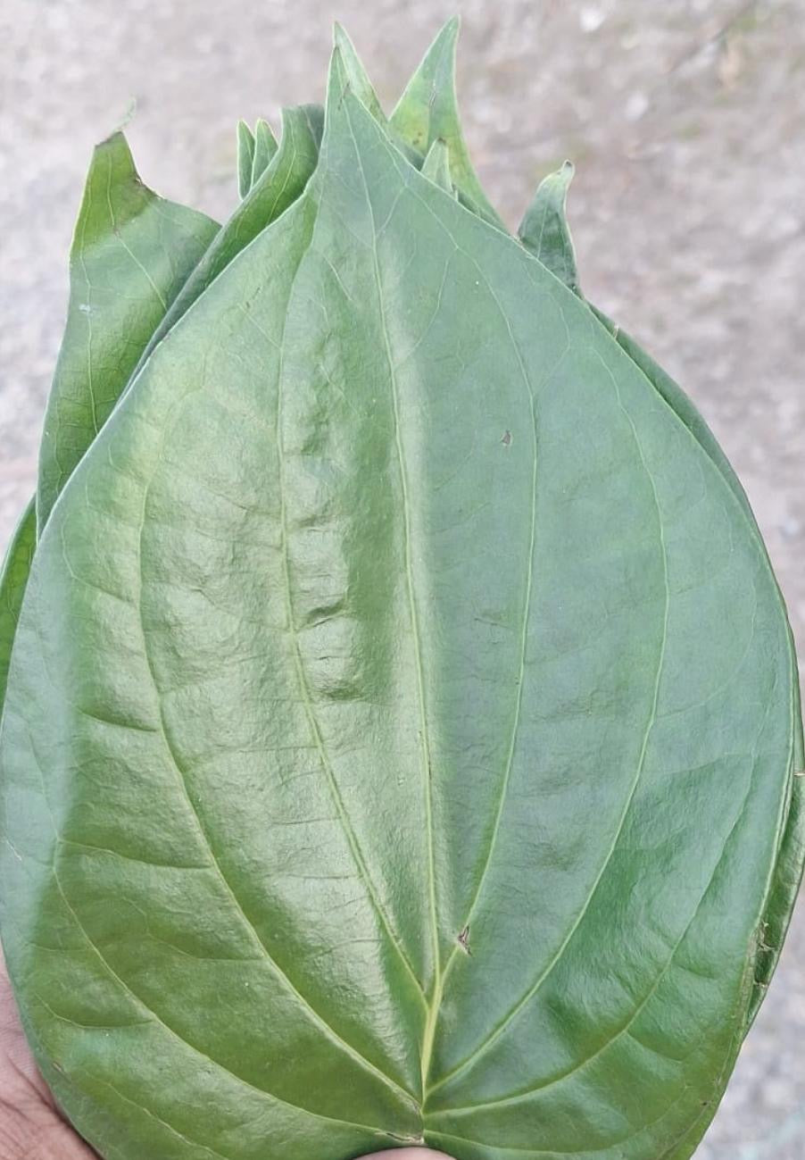 Betel Leaf