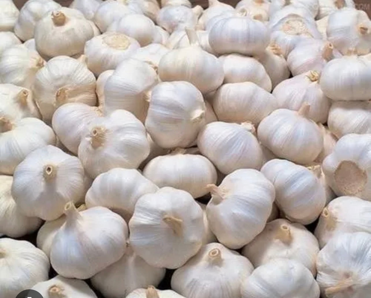 Garlic Loose